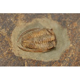 Parabathycheilus  gallicus (dean, 1965)  floian, ordovician  fezouata Fmt  Zagora, Morocco