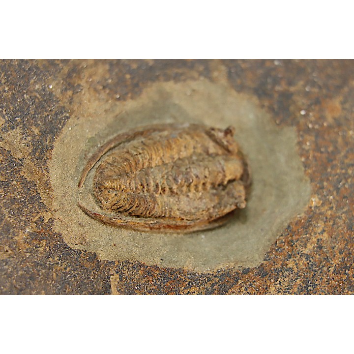 Parabathycheilus  gallicus (dean, 1965)  floian, ordovician  fezouata Fmt  Zagora, Morocco