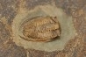Parabathycheilus  gallicus (dean, 1965)  floien, ordovicien  fezouata Fmt  Zagora, Maroc