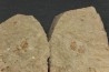 Agerina quadrata (dean, 1965)  floien, ordovicien  fezouata Fmt  Zagora, Maroc