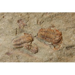 Agerina quadrata (dean, 1965)  floian, ordovician  fezouata Fmt  Zagora, Morocco