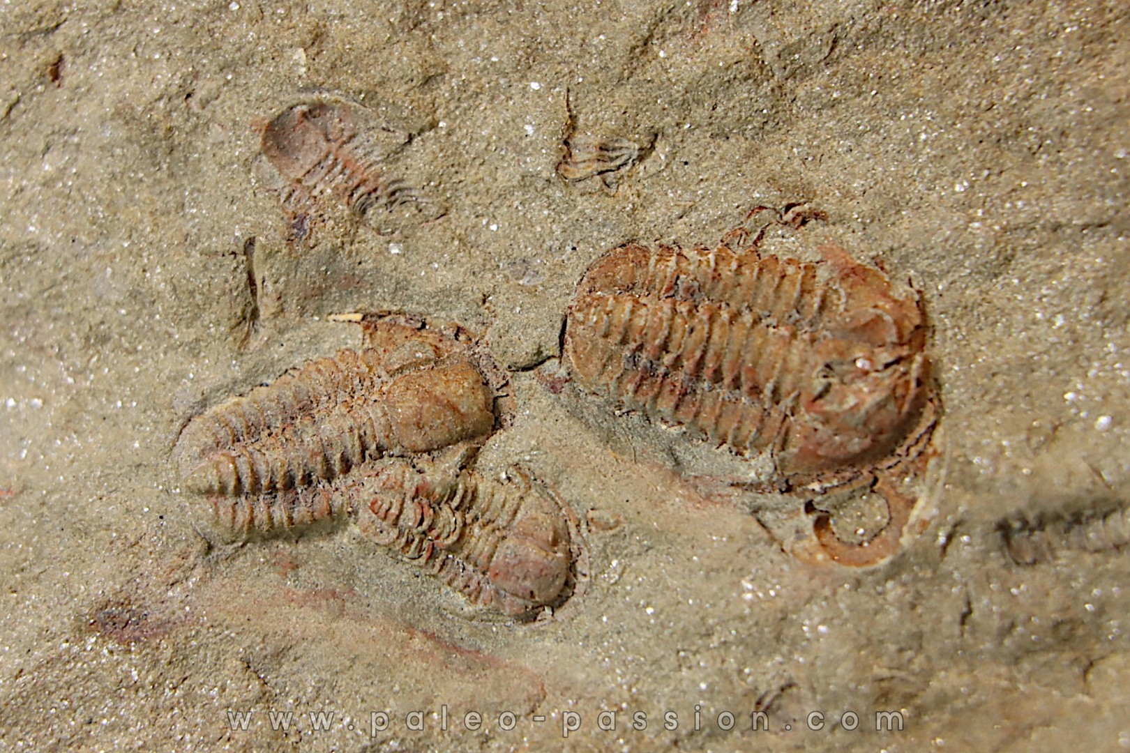 Agerina quadrata (dean, 1965) floien, ordovicien fezouata Fmt Zagora, Maroc