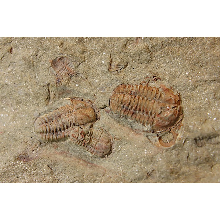 Agerina quadrata (dean, 1965)  floien, ordovicien  fezouata Fmt  Zagora, Maroc