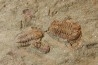 Agerina quadrata (dean, 1965)  floien, ordovicien  fezouata Fmt  Zagora, Maroc