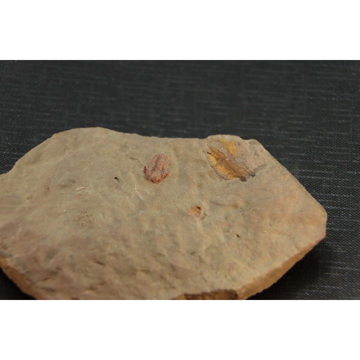 Agerina quadrata (dean, 1965)  floien, ordovicien  fezouata Fmt  Zagora, Maroc