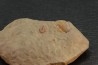 Agerina quadrata (dean, 1965) floien, ordovicien fezouata Fmt Zagora, Maroc
