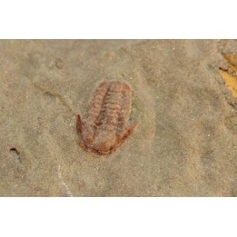 Agerina quadrata (dean, 1965)  floien, ordovicien  fezouata Fmt  Zagora, Maroc