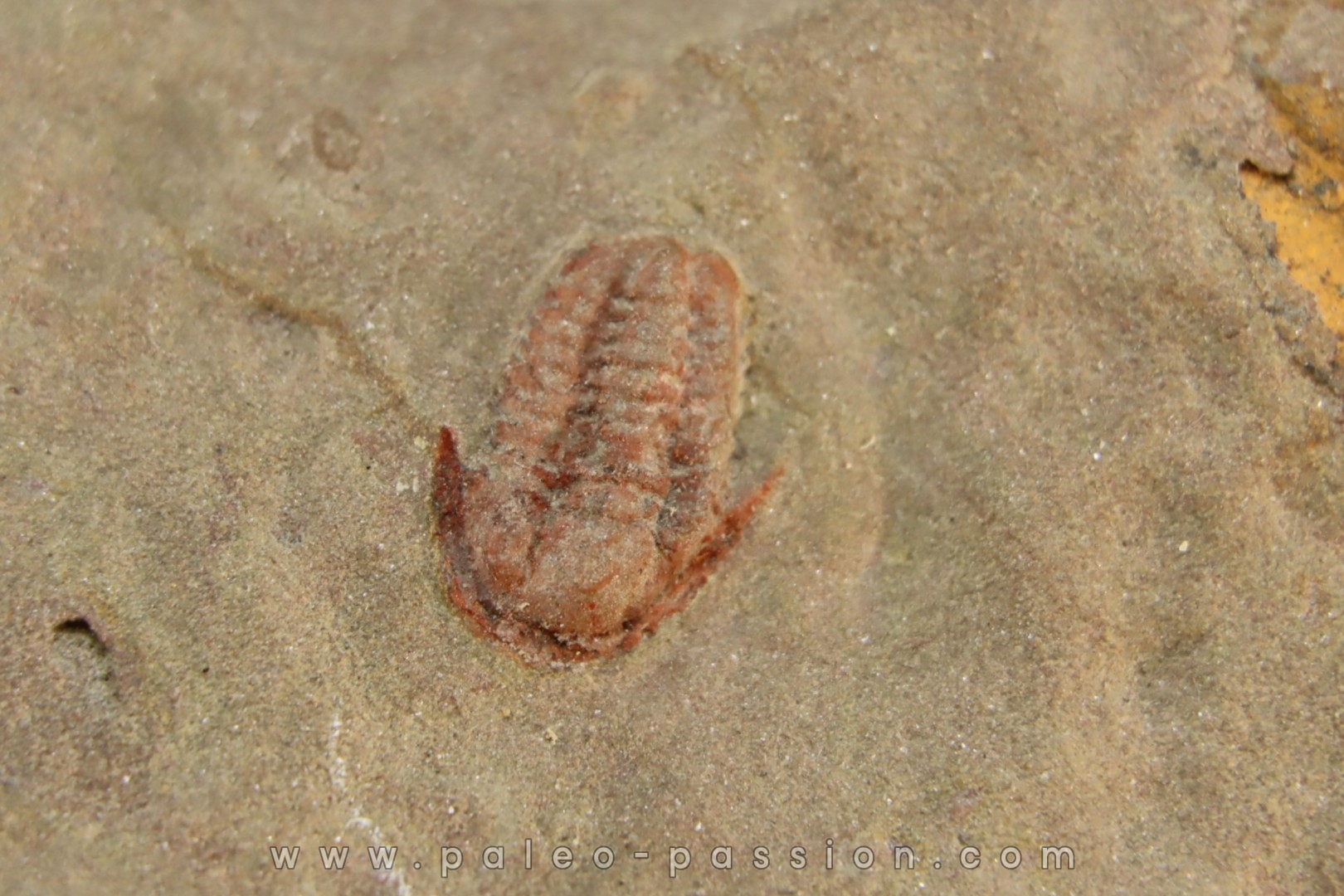 Agerina quadrata (dean, 1965) floien, ordovicien fezouata Fmt Zagora, Maroc