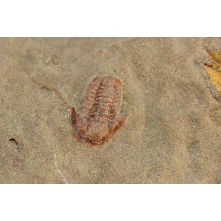 Agerina quadrata (dean, 1965)  floien, ordovicien  fezouata Fmt  Zagora, Maroc