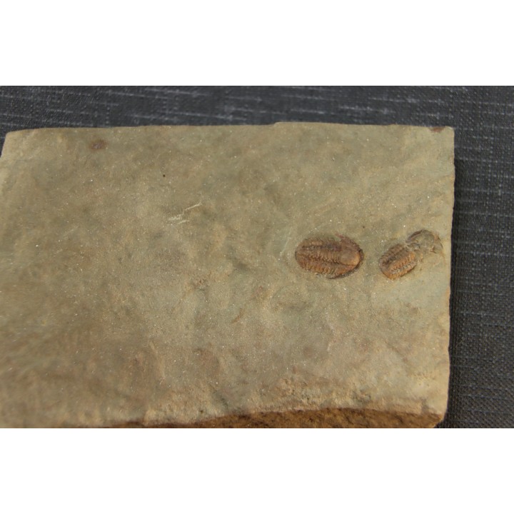 Agerina quadrata (dean, 1965)  floian, ordovician  fezouata Fmt  Zagora, Morocco
