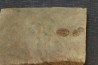 Agerina quadrata (dean, 1965) floien, ordovicien fezouata Fmt Zagora, Maroc