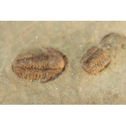 Agerina quadrata (dean, 1965)  floian, ordovician  fezouata Fmt  Zagora, Morocco