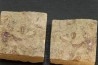Ormathops clariondi (Destombe, 1972)  floian, ordovician  fezouata Fmt  Zagora, Morocco