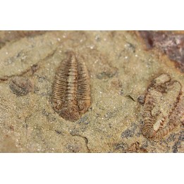 Ormathops clariondi (Destombe, 1972)  floien, ordovicien  fezouata Fmt  Zagora, Maroc