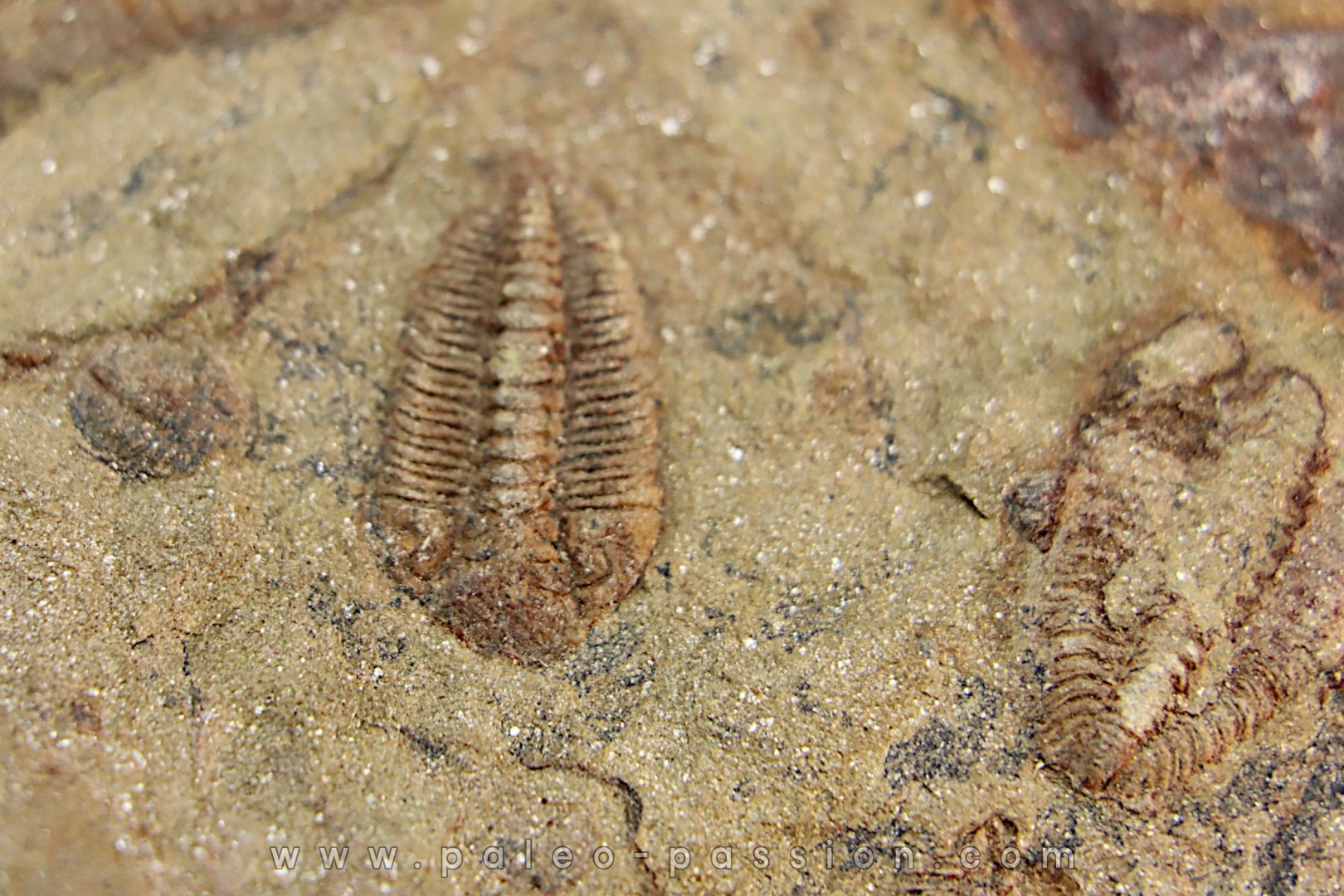 Ormathops clariondi (Destombe, 1972) floien, ordovicien fezouata Fmt Zagora, Maroc