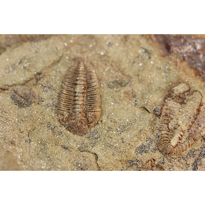 Ormathops clariondi (Destombe, 1972)  floian, ordovician  fezouata Fmt  Zagora, Morocco