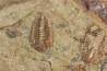 Ormathops clariondi (Destombe, 1972) floien, ordovicien fezouata Fmt Zagora, Maroc