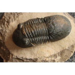 PARALEJURUS SPATULIFORMIS - praguien - L'atchana, Maroc