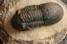 PARALEJURUS SPATULIFORMIS - praguien - L'atchana, Maroc