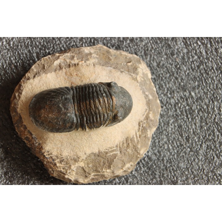 PARALEJURUS SPATULIFORMIS - praguien - L'atchana, Maroc