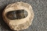 PARALEJURUS SPATULIFORMIS - praguian - L'atchana, Morocco
