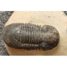 PARALEJURUS SPATULIFORMIS - praguien - L'atchana, Maroc