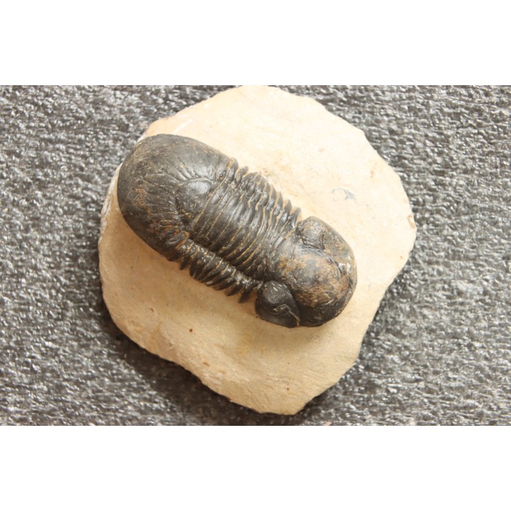 PARALEJURUS SPATULIFORMIS - praguien - L'atchana, Maroc