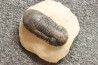 PARALEJURUS SPATULIFORMIS - praguien - L'atchana, Maroc