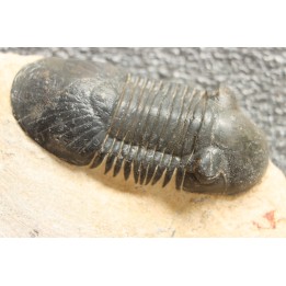 PARALEJURUS SPATULIFORMIS - praguien - L'atchana, Maroc