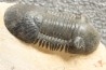 PARALEJURUS SPATULIFORMIS - praguian - L'atchana, Morocco