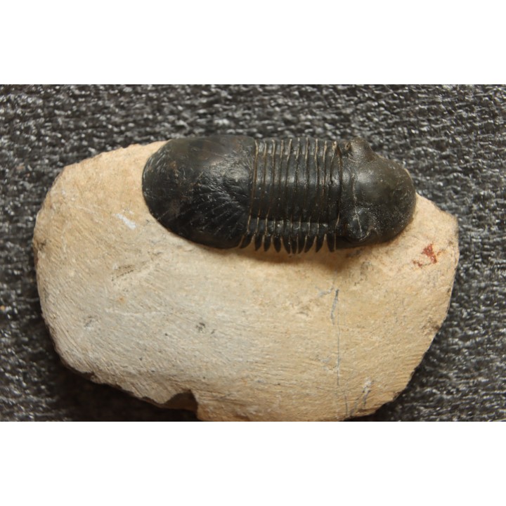 PARALEJURUS SPATULIFORMIS - praguien - L'atchana, Maroc