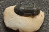 PARALEJURUS SPATULIFORMIS - praguien - L'atchana, Maroc