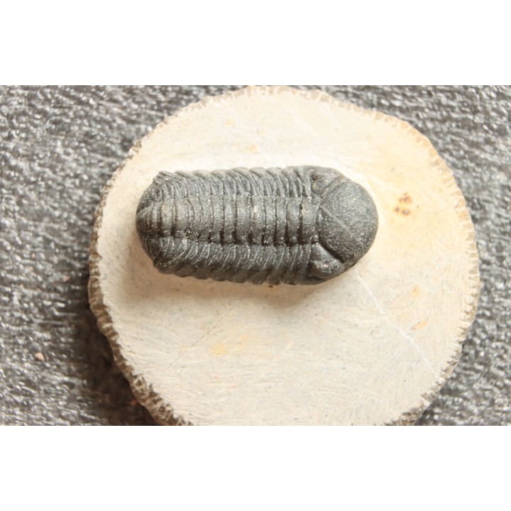 BARRANDEOPS ovatus - Emsian - Jbel Oufaten, MOROCCO