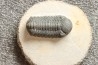 BARRANDEOPS ovatus -Emsien - Jbel Oufaten, MAROC