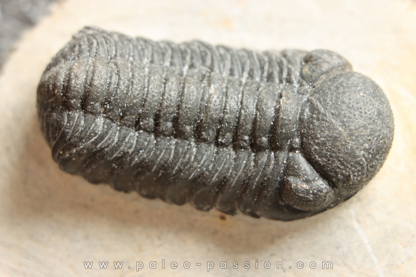 BARRANDEOPS ovatus -Emsien - Jbel Oufaten, MAROC