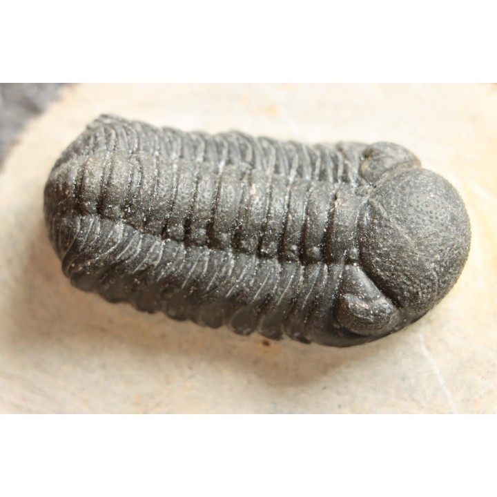 BARRANDEOPS ovatus -Emsien - Jbel Oufaten, MAROC