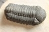 BARRANDEOPS ovatus -Emsien - Jbel Oufaten, MAROC
