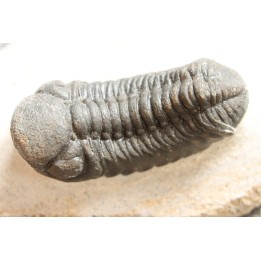 BARRANDEOPS ovatus - Emsian - Jbel Oufaten, MOROCCO