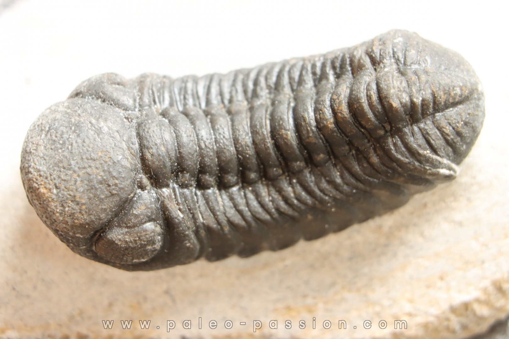 BARRANDEOPS ovatus - Emsian - Jbel Oufaten, MOROCCO