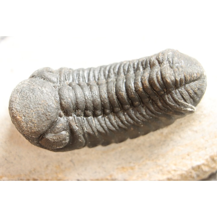 BARRANDEOPS ovatus -Emsien - Jbel Oufaten, MAROC