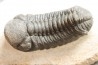 BARRANDEOPS ovatus - Emsian - Jbel Oufaten, MOROCCO