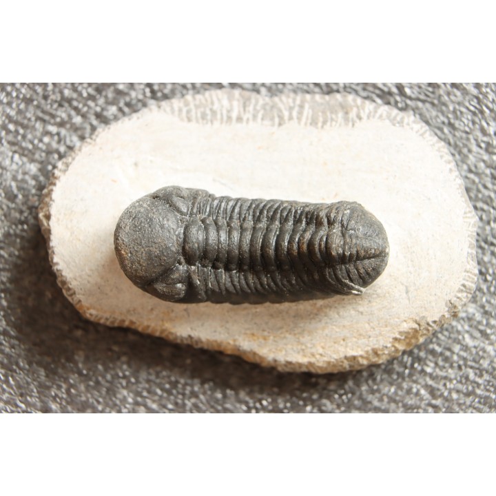 BARRANDEOPS ovatus - Emsian - Jbel Oufaten, MOROCCO