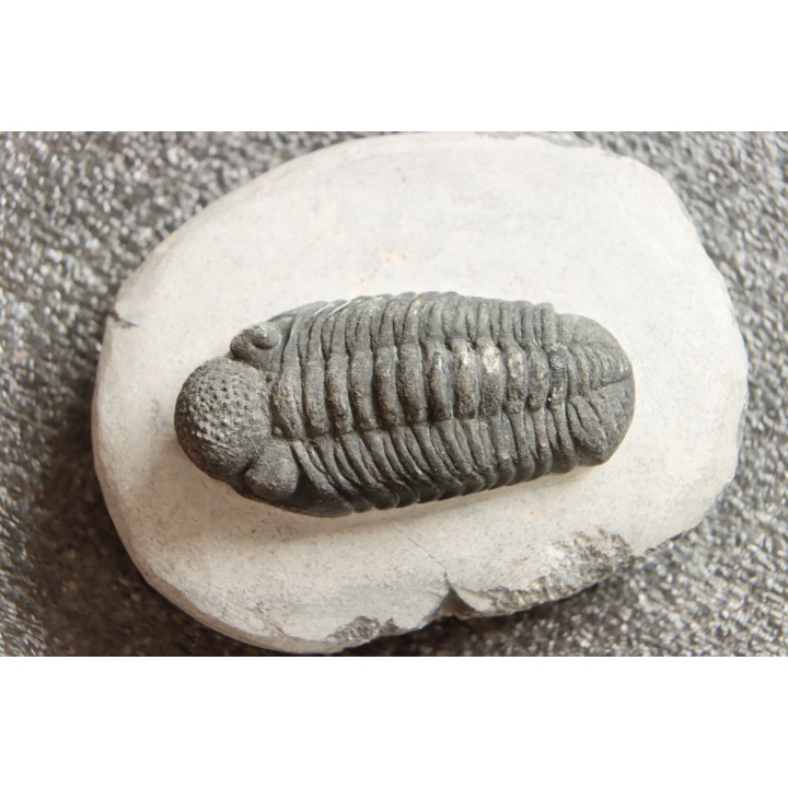 BARRANDEOPS ovatus - Emsian - Jbel Oufaten, MOROCCO