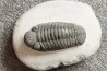 BARRANDEOPS ovatus - Emsian - Jbel Oufaten, MOROCCO