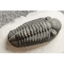 BARRANDEOPS ovatus - Emsian - Jbel Oufaten, MOROCCO