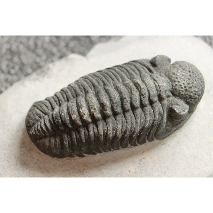 BARRANDEOPS ovatus - Emsian - Jbel Oufaten, MOROCCO