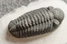 BARRANDEOPS ovatus - Emsian - Jbel Oufaten, MOROCCO