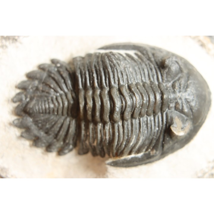 HOLLARDOPS mesocristata - emsien superieur - Jbel Gara, Foum zguid, Maroc