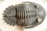 HOLLARDOPS mesocristata - upper emsian - Jbel Gara, Foum zguid, Morocco