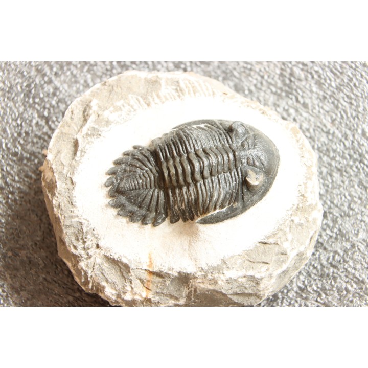 HOLLARDOPS mesocristata - emsien superieur - Jbel Gara, Foum zguid, Maroc
